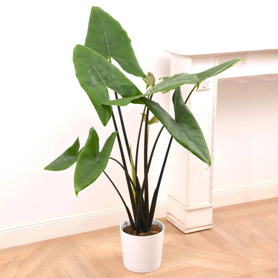 Алоказия Блэк Зебрина Alocasia Black Zebrina