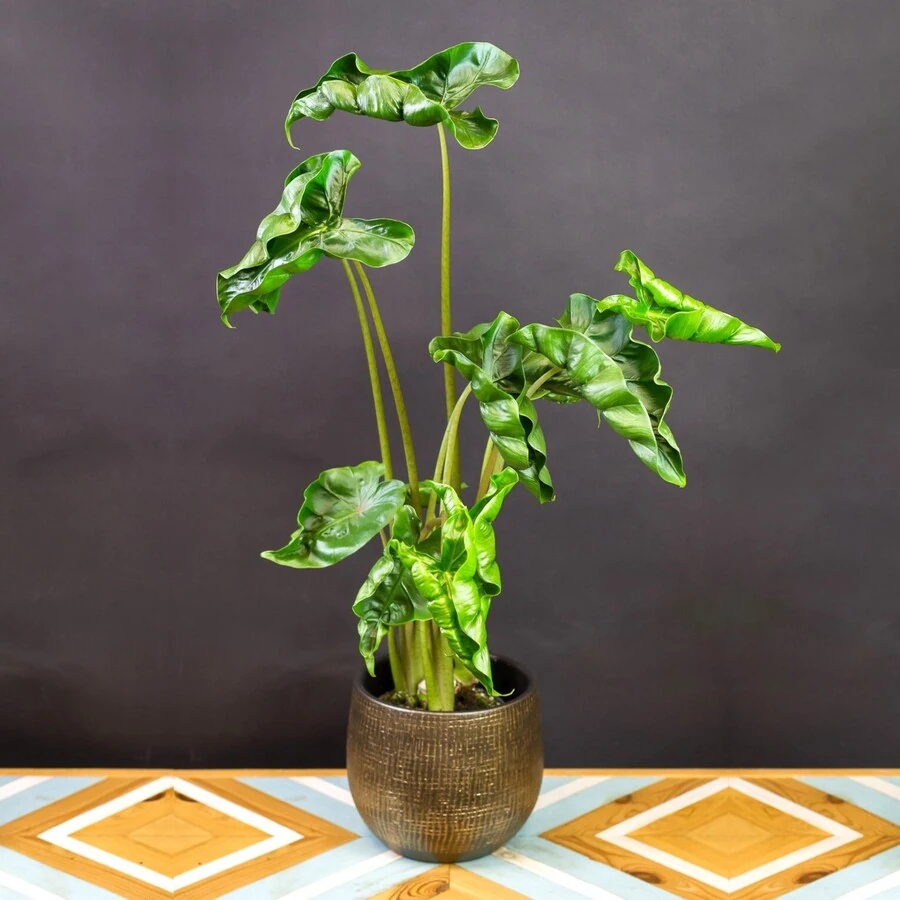 Алоказия Грин Драгон  Alocasia Green Dragon 
