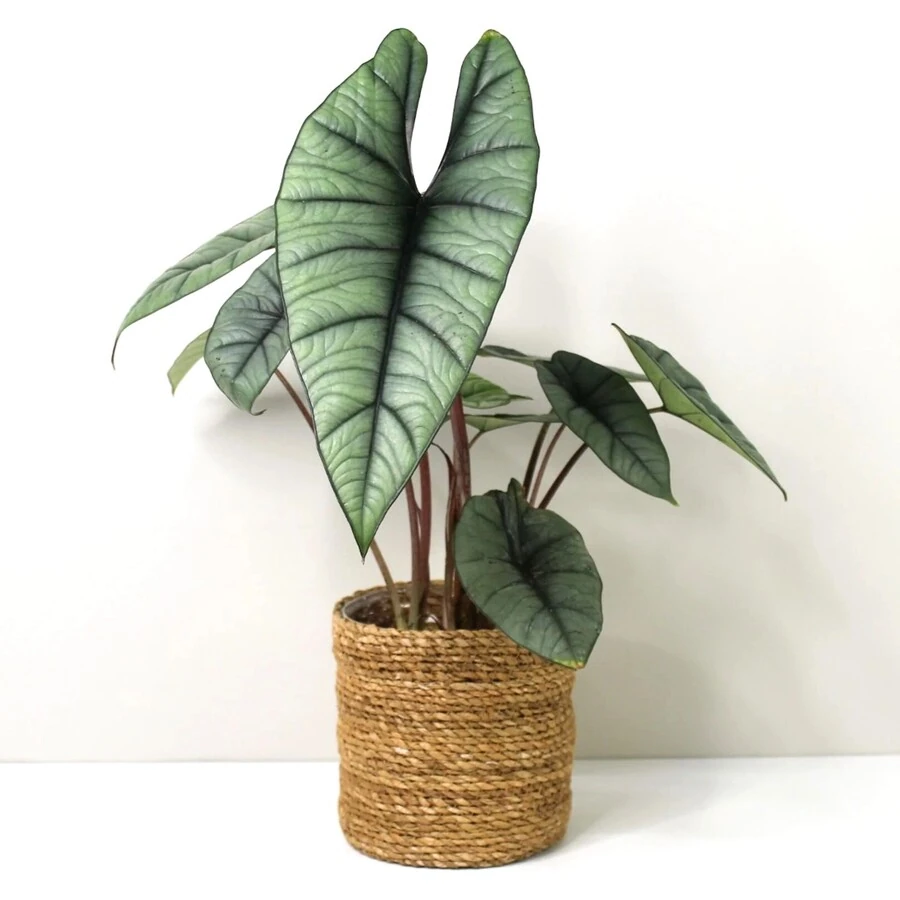 Алоказия Скальпрум  Alocasia Scalprum