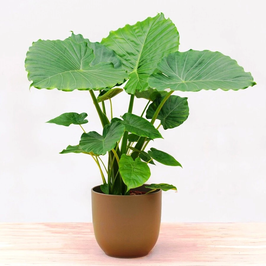 Алоказия Гагеана Alocasia Gageana