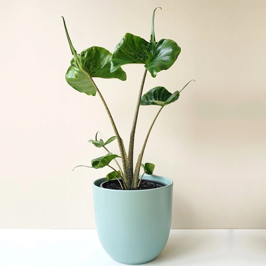 Алоказия Бисма  Bisma Alocasia