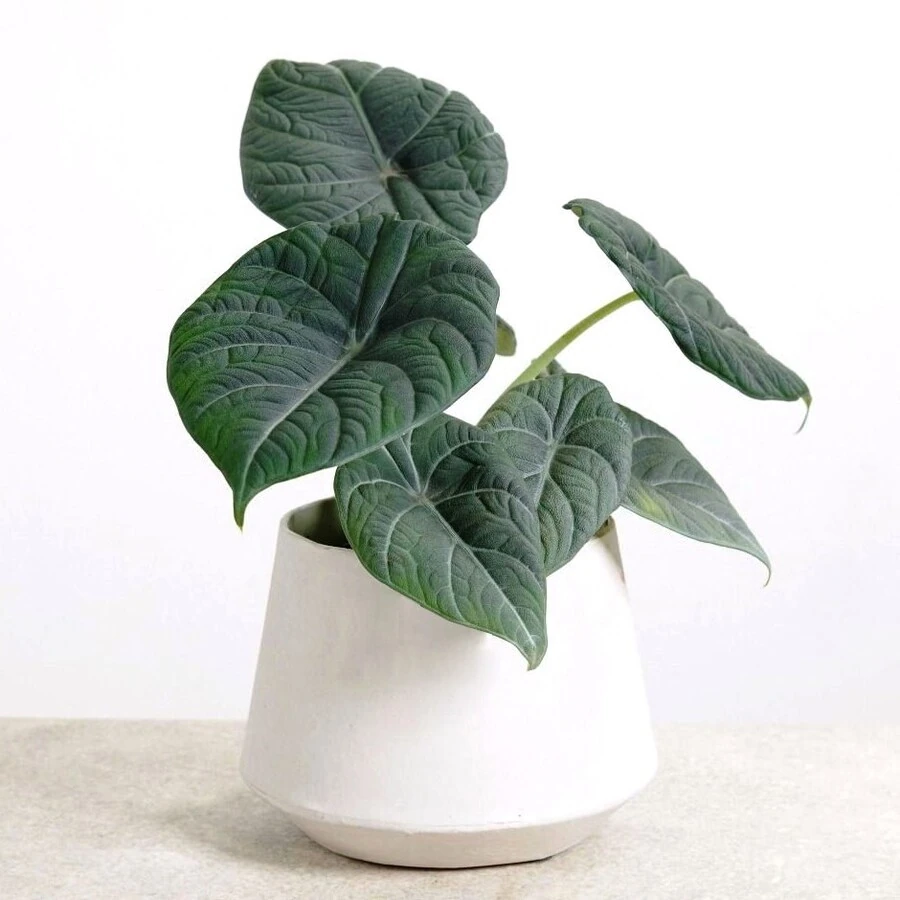 Алоказия Синуата Alocasia Sinuata