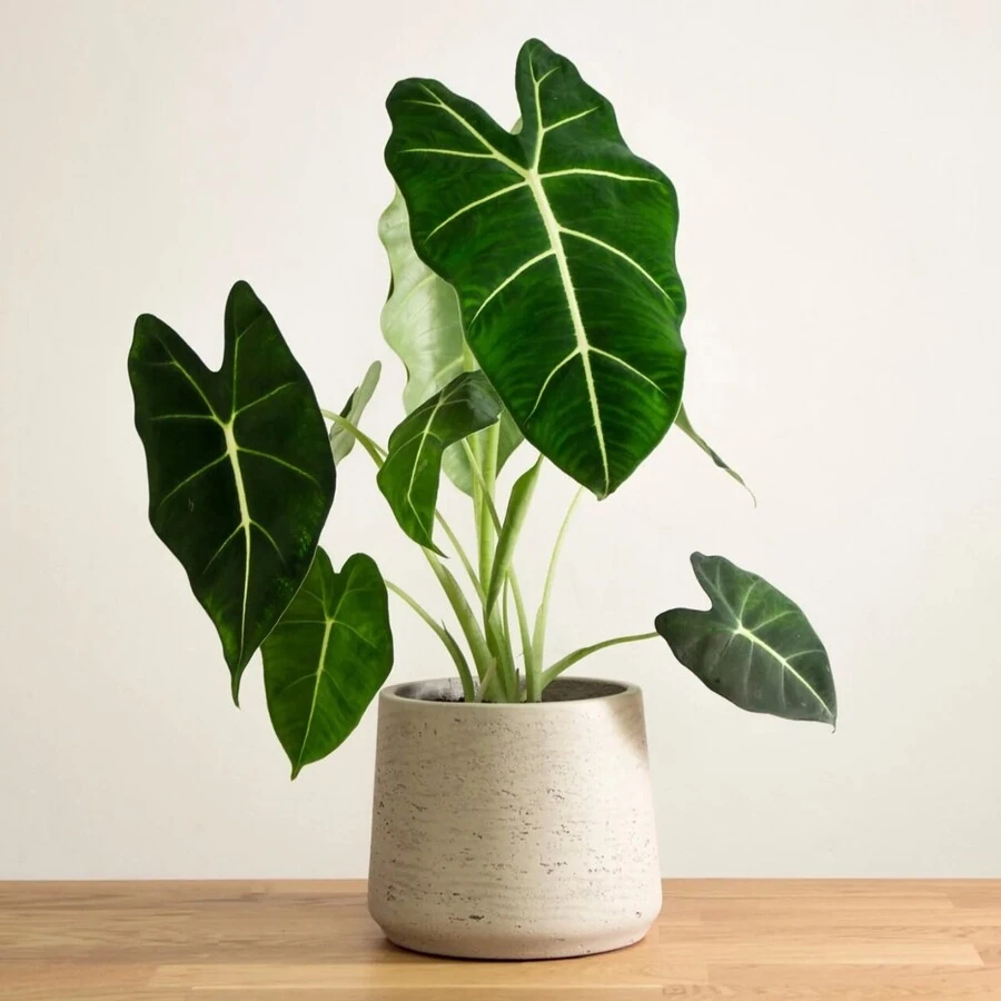 Алоказия Мишолитциана "Фрайдек" Alocasia Micholitziana 'Frydek'