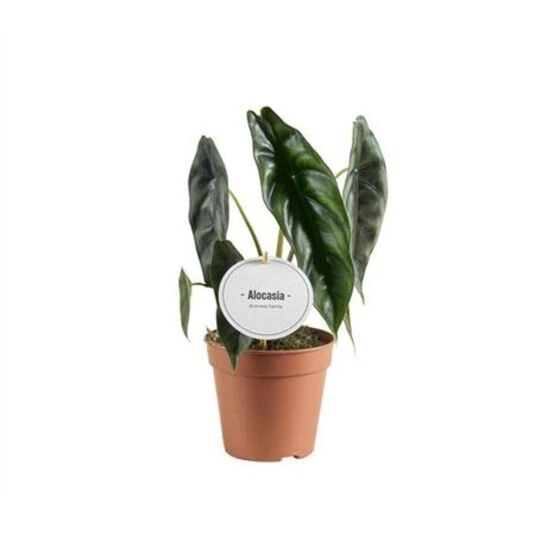 Алоказия Венуста Alocasia Venusta