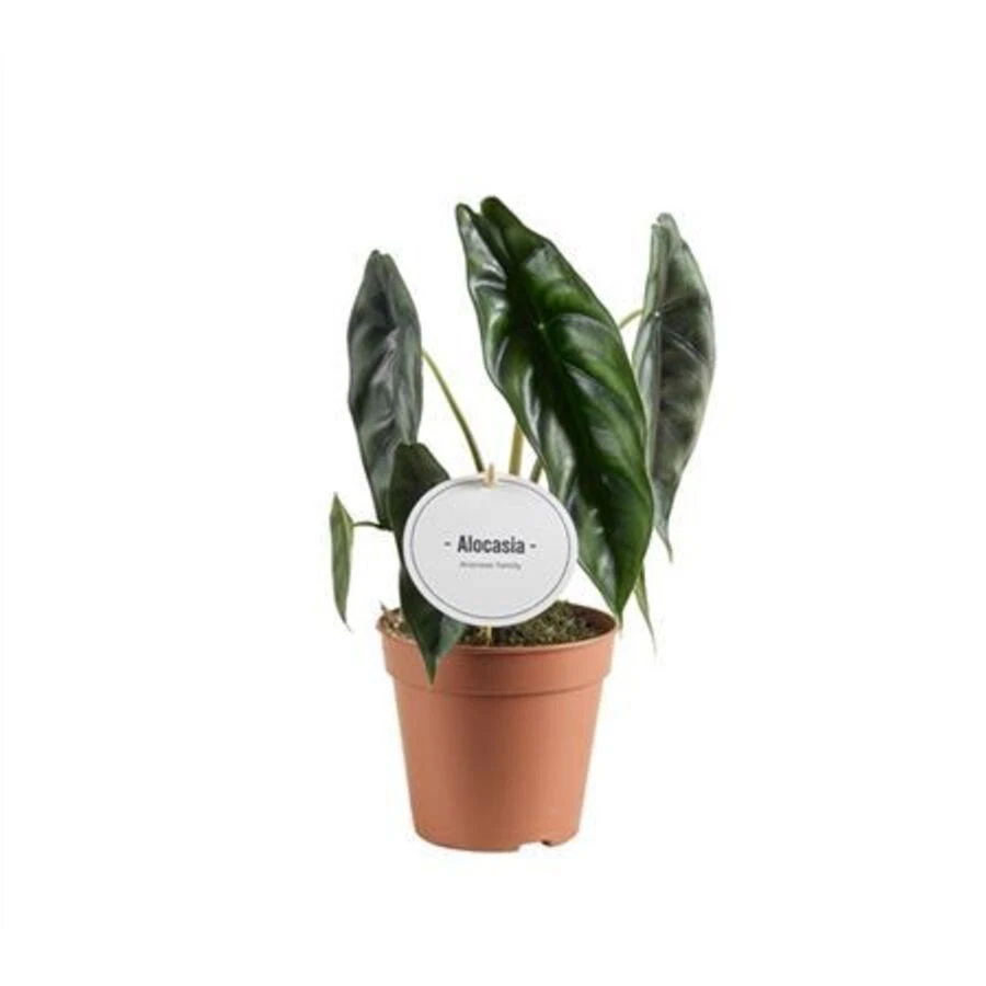 Алоказия Венуста Alocasia Venusta