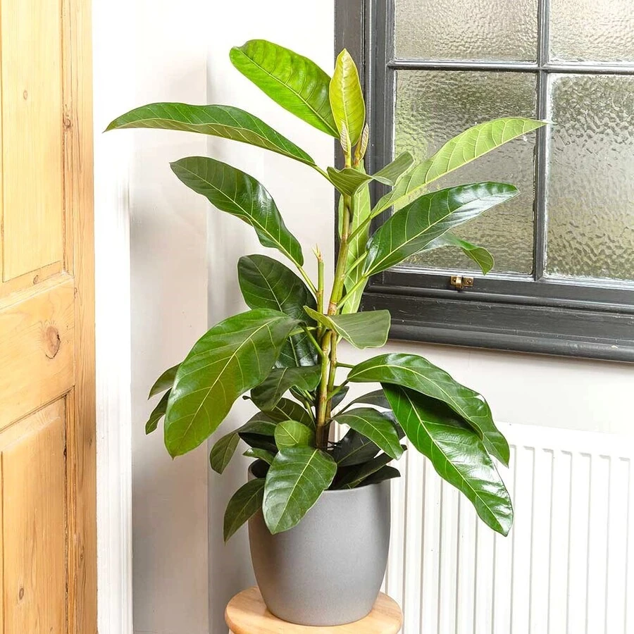 Фикус Бенгальский Джой Ficus Benghalensis Joy