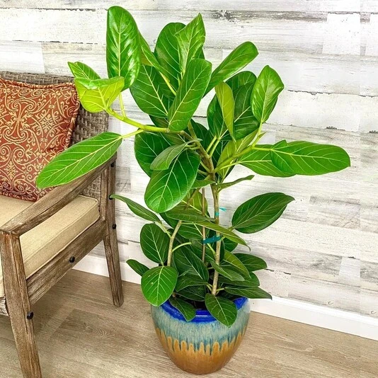Фикус Бенгальский Одри многоствольный Ficus Benghalensis Audrey
