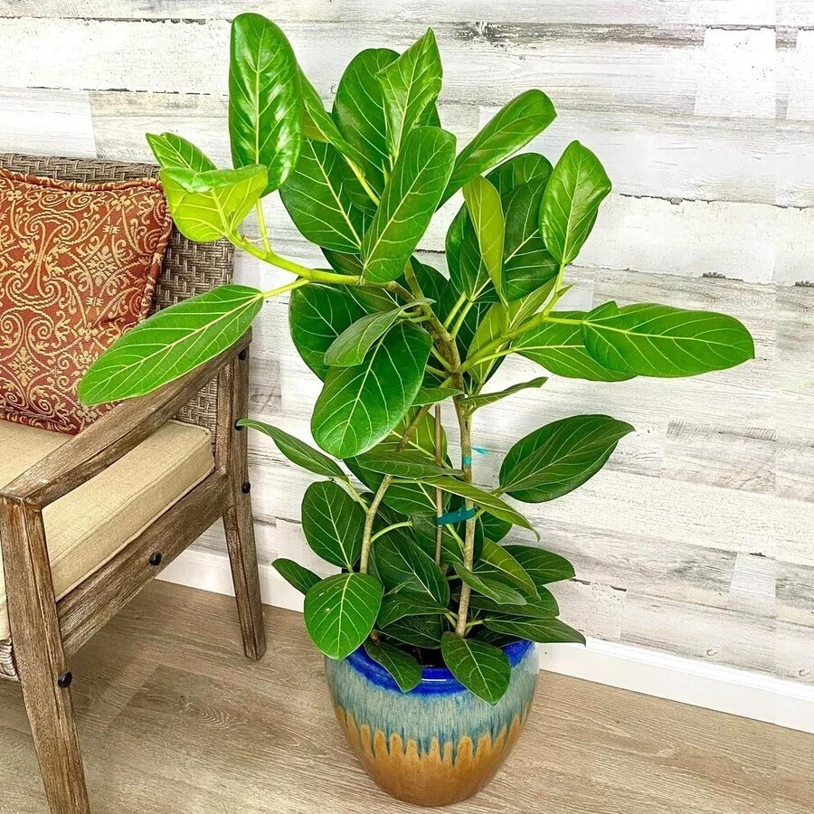 Фикус Бенгальский Одри многоствольный Ficus Benghalensis Audrey