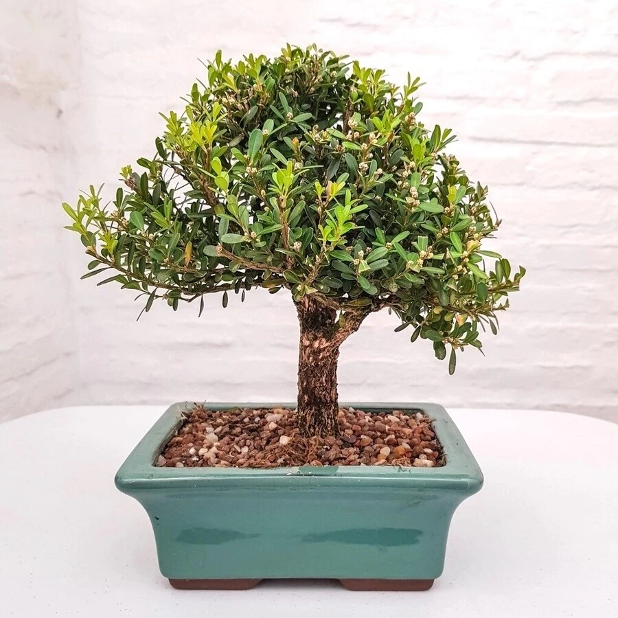 Бонсай Самшит Гарланда Bonsai Buxus Harlandii