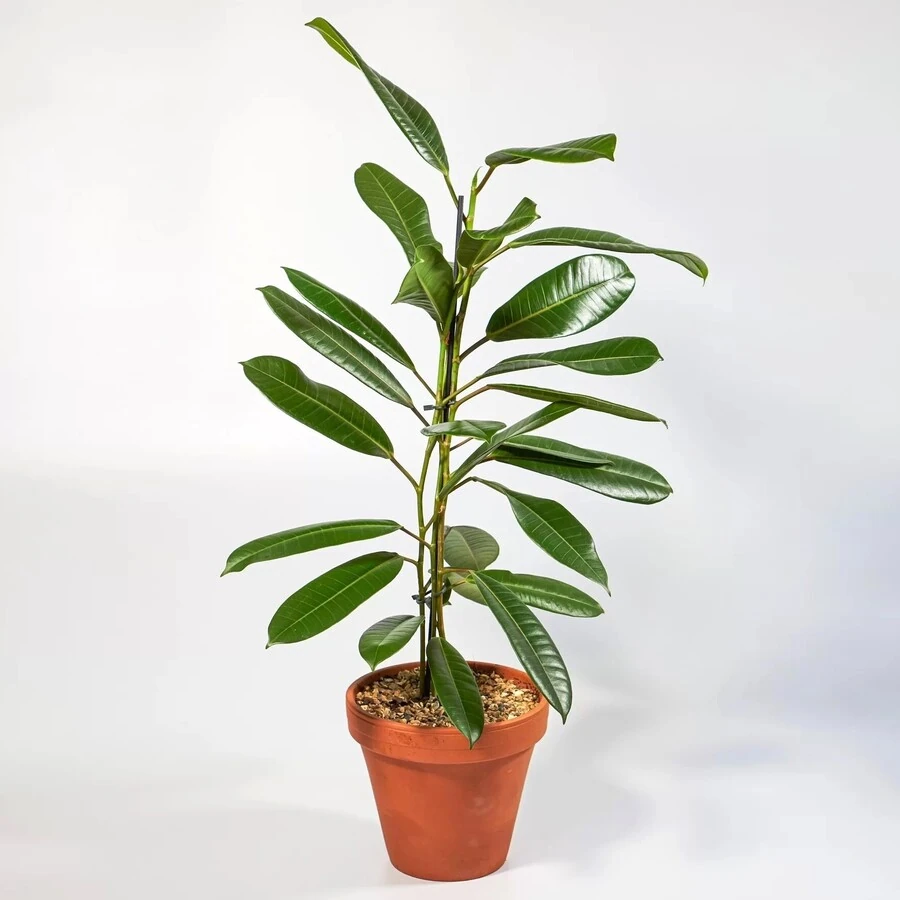 Фикус Американа Трезор Ficus Americana Tresor
