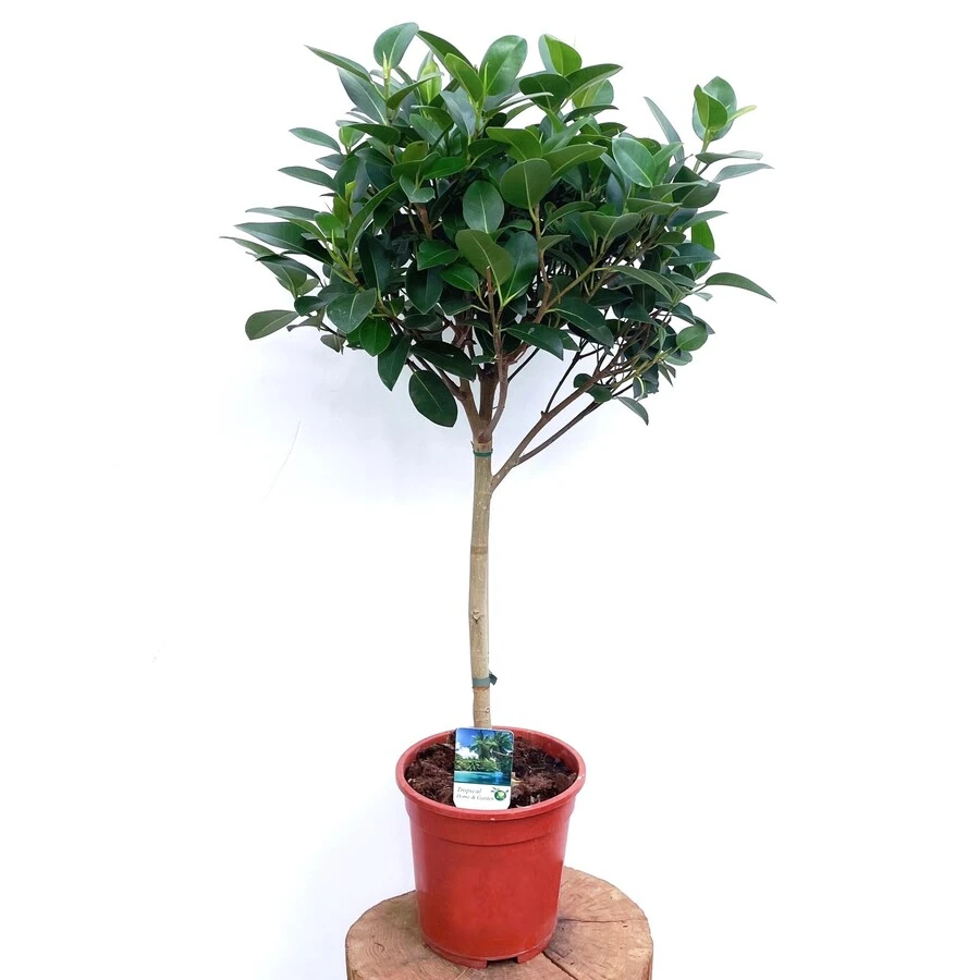 Фикус Аустралис  штамб Ficus Australis  on stem