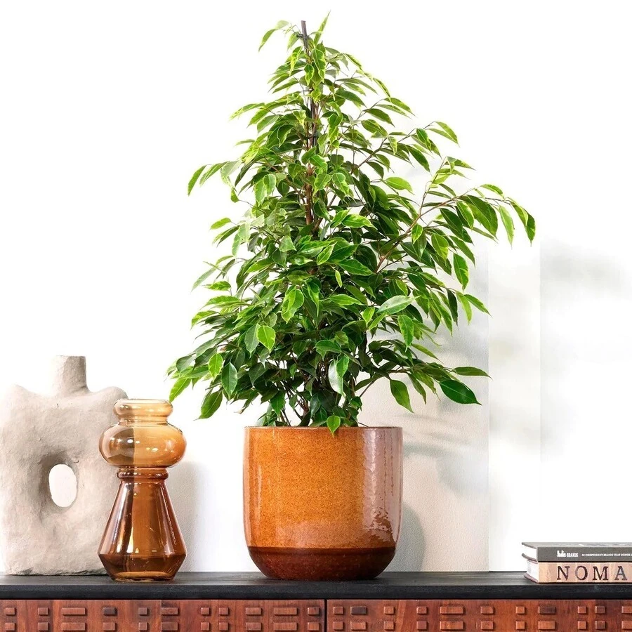 Фикус Бенджамина Анастасия Ficus Benjamina Anastasia
