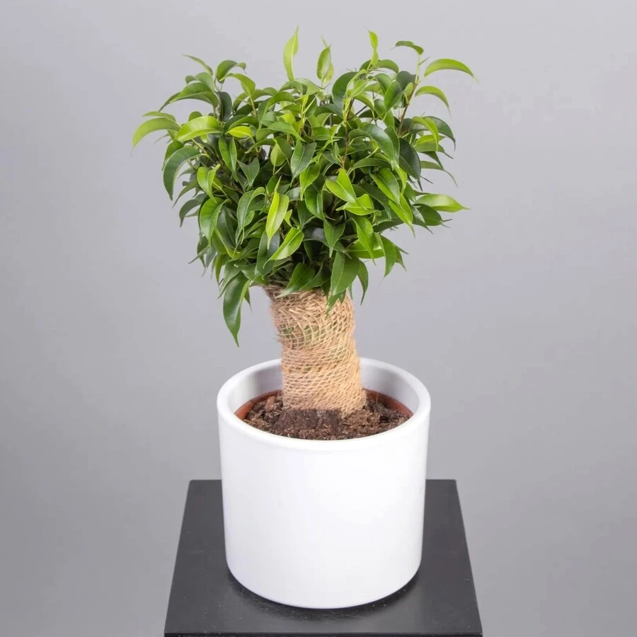 Фикус Бенджамина Грин Кинки в джуте Ficus Benjamina Green Kinky Jute