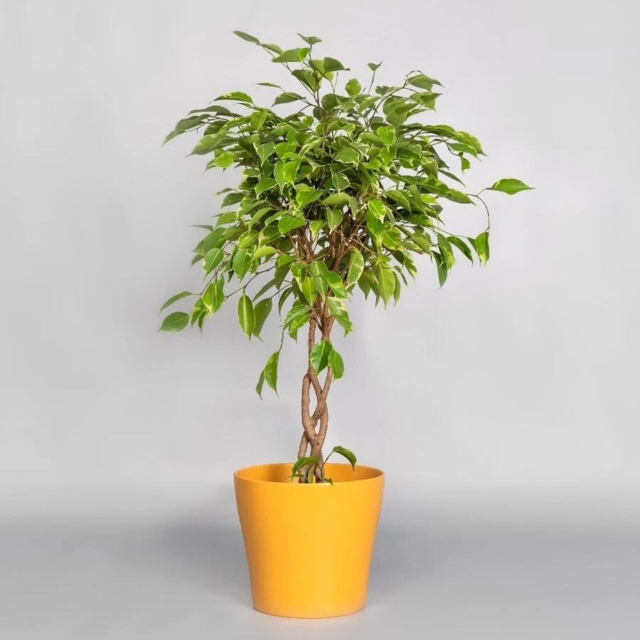 Фикус Бенджамина Голден Кинг переплет Ficus Benjamina Golden King Twisted Stem