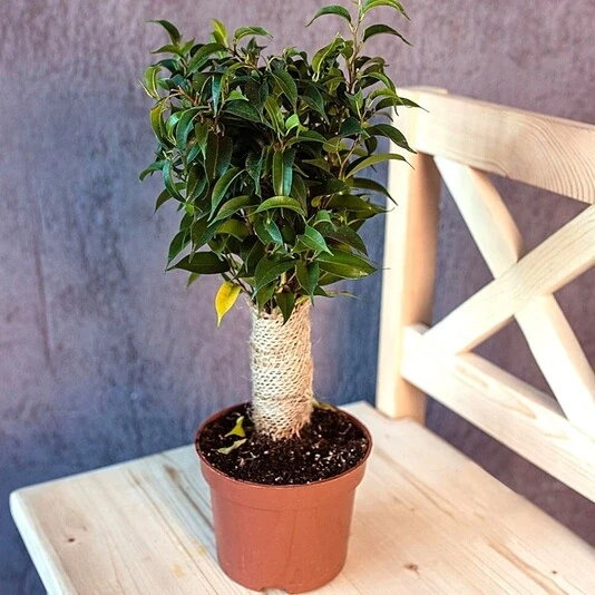 Фикус Бенджамина в джуте Ficus Benjamina Jute