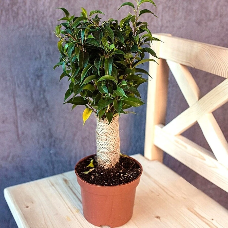 Фикус Бенджамина в джуте Ficus Benjamina Jute