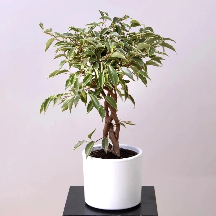 Фикус Бенджамин Майя переплет Ficus Benjamina Maya Twisted Stem
