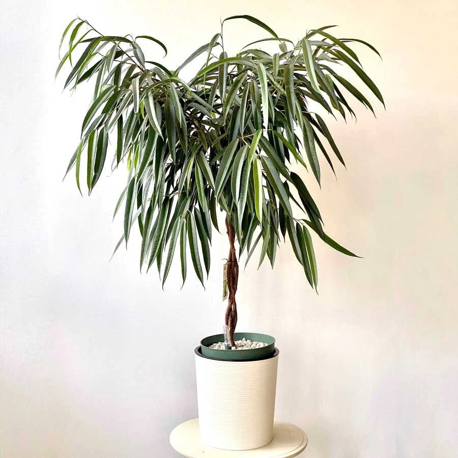 Фикус Бин Махори переплет Ficus Bin Mahori Twisted Stem