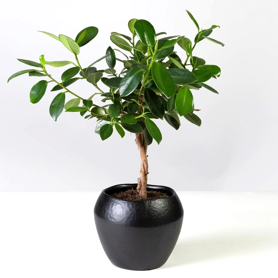 Фикус Мокламе переплет Ficus Moclame Twisted Stem