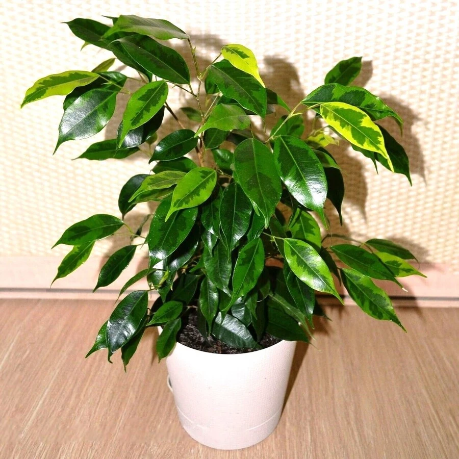 Фикус Бенджамина  Данита Ficus Benjamina Danita