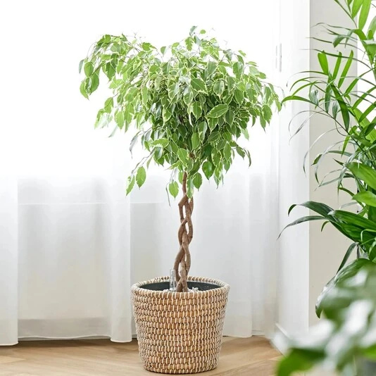 Фикус Бенджамина Сафрана переплет Ficus Benjamina Safrana Twisted Stem