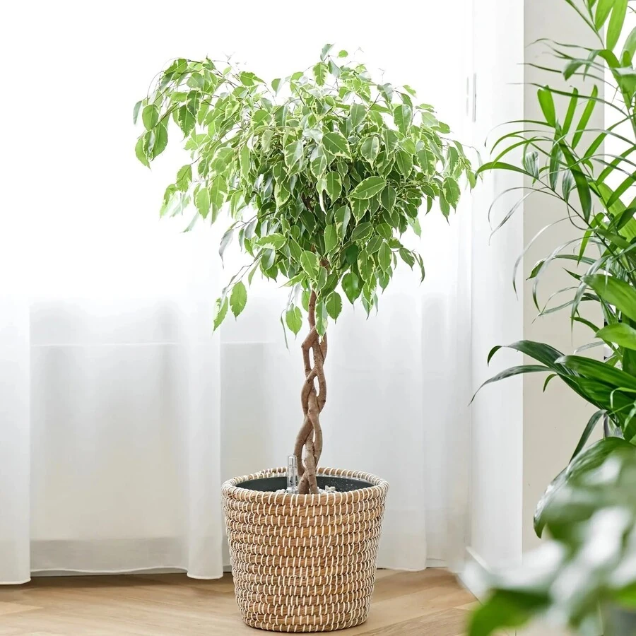 Фикус Бенджамина Сафрана переплет Ficus Benjamina Safrana Twisted Stem