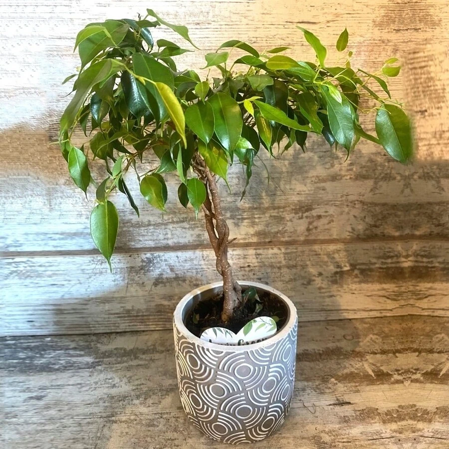 Фикус Бенджамина переплет Ficus Benjamina Twisted Stem