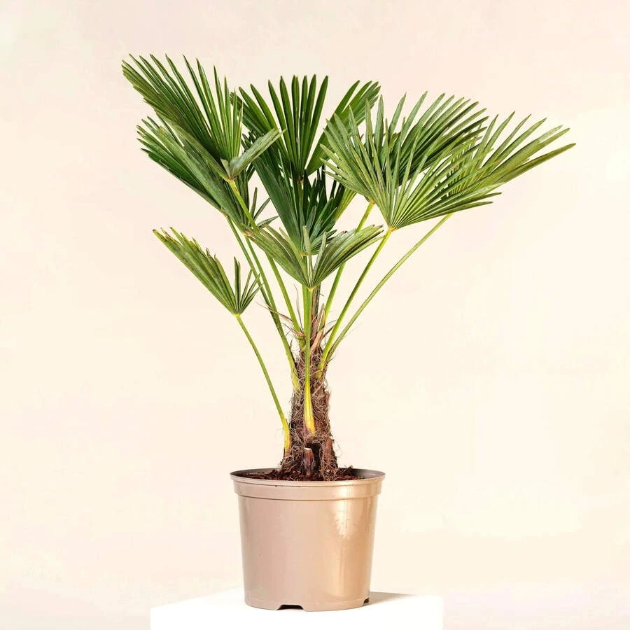 Трахикарпус Форчуна (до 2м) Trachycarpus Fortunei