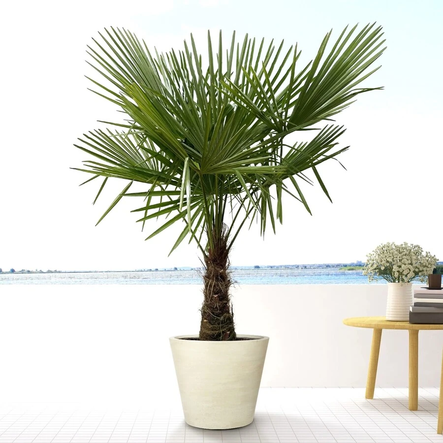 Трахикарпус Форчуна (до 3м)  Trachycarpus Fortunei