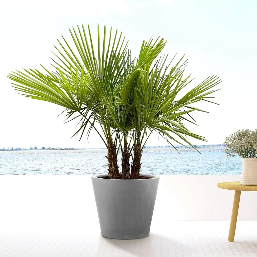 Трахикарпус Форчуна мультиштамб Trachycarpus Fortunei