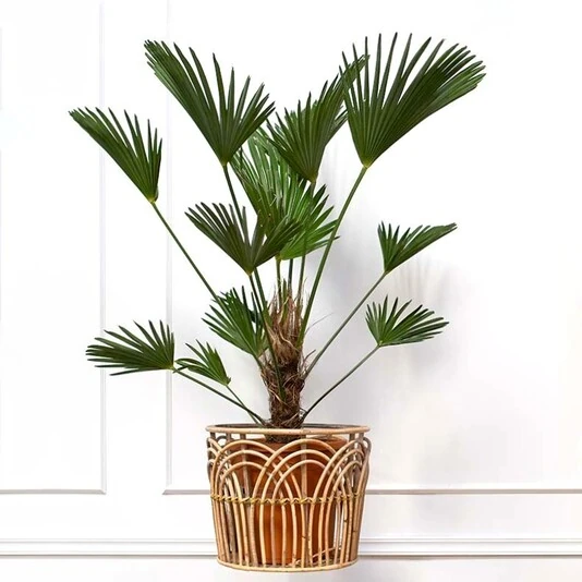 Трахикарпус Вагнера Trachycarpus Wagnerianus