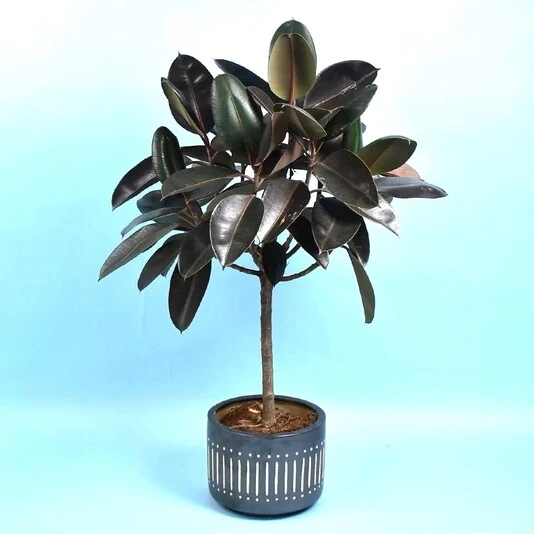 Фикус Эластика Бургунди штамб Ficus Elastica Burgundy on stem