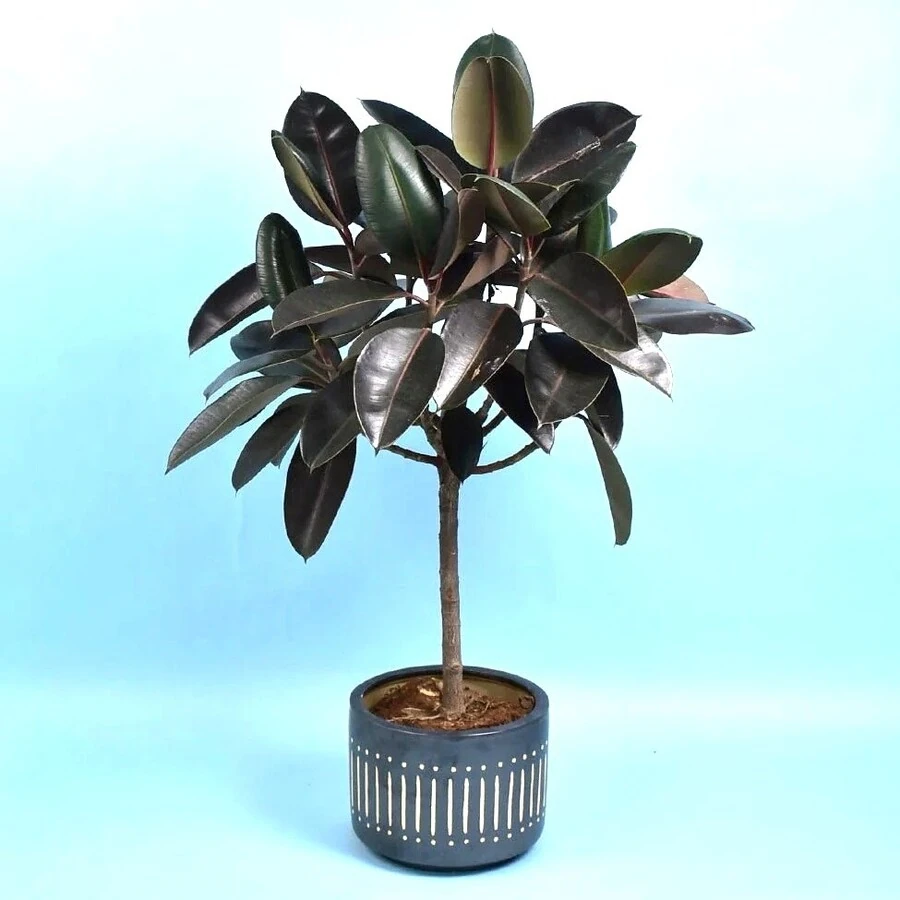 Фикус Эластика Бургунди штамб Ficus Elastica Burgundy on stem