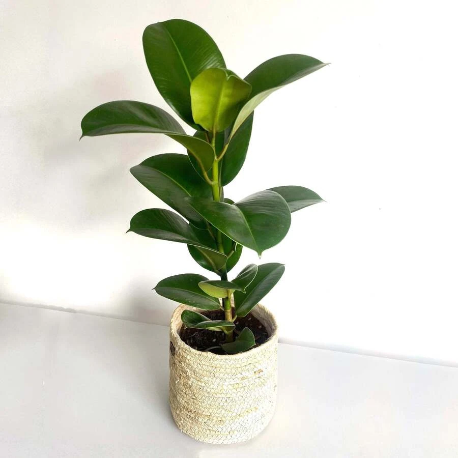 Фикус Тибако Ficus Tibaco