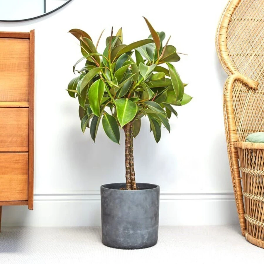 Фикус Эластика Мелани  двойной штамб Ficus Elastica Melany on  twisted stem