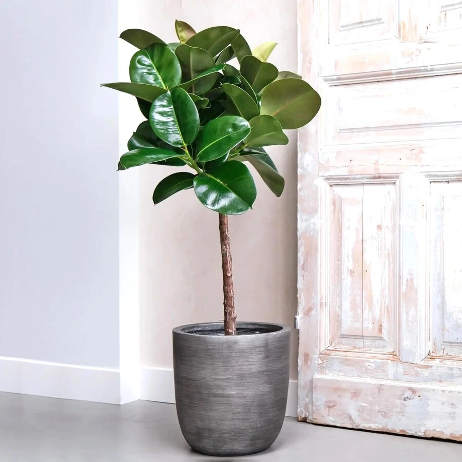 Фикус Умбреллата штамб Ficus Elastica Umbrellata on stem