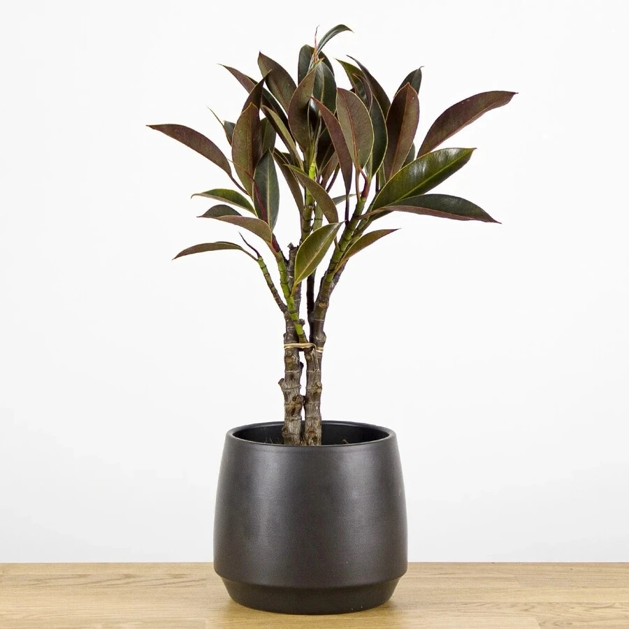Фикус Микрокарпа штамб Ficus Microcarpa  on stem