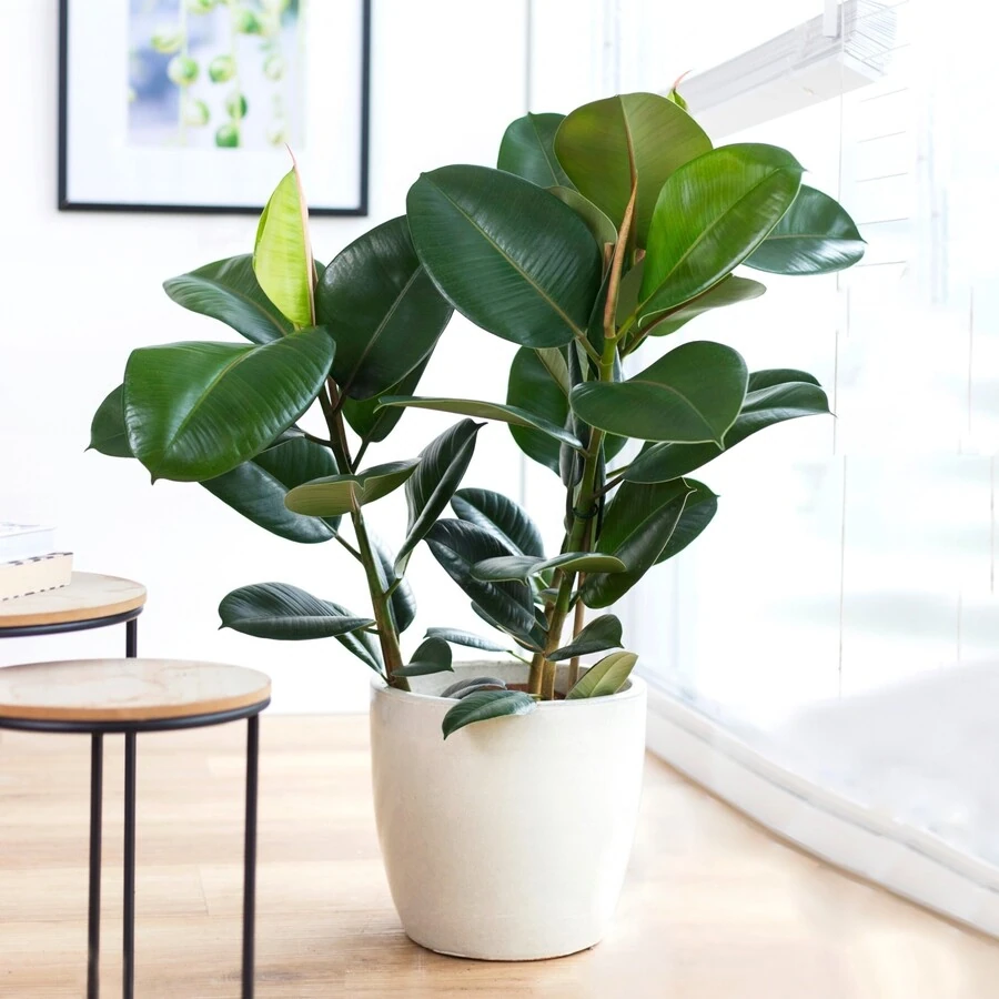 Фикус Эластика Робуста спрей Ficus Elastica Robusta Spray