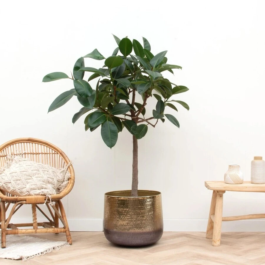 Фикус Эластика Робуста штамб Ficus Elastica Robusta on stem