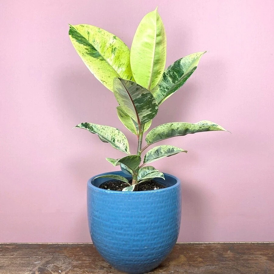 Фикус Эластика Шрайвериана Ficus Elastica Schrijveriana