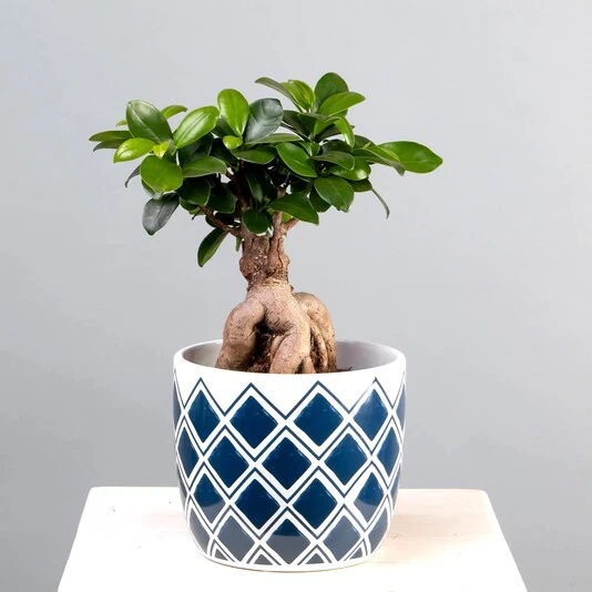 Фикус Микрокарпа Гинсенг в кашпо с рисунком Ficus Microcarpa Ginseng