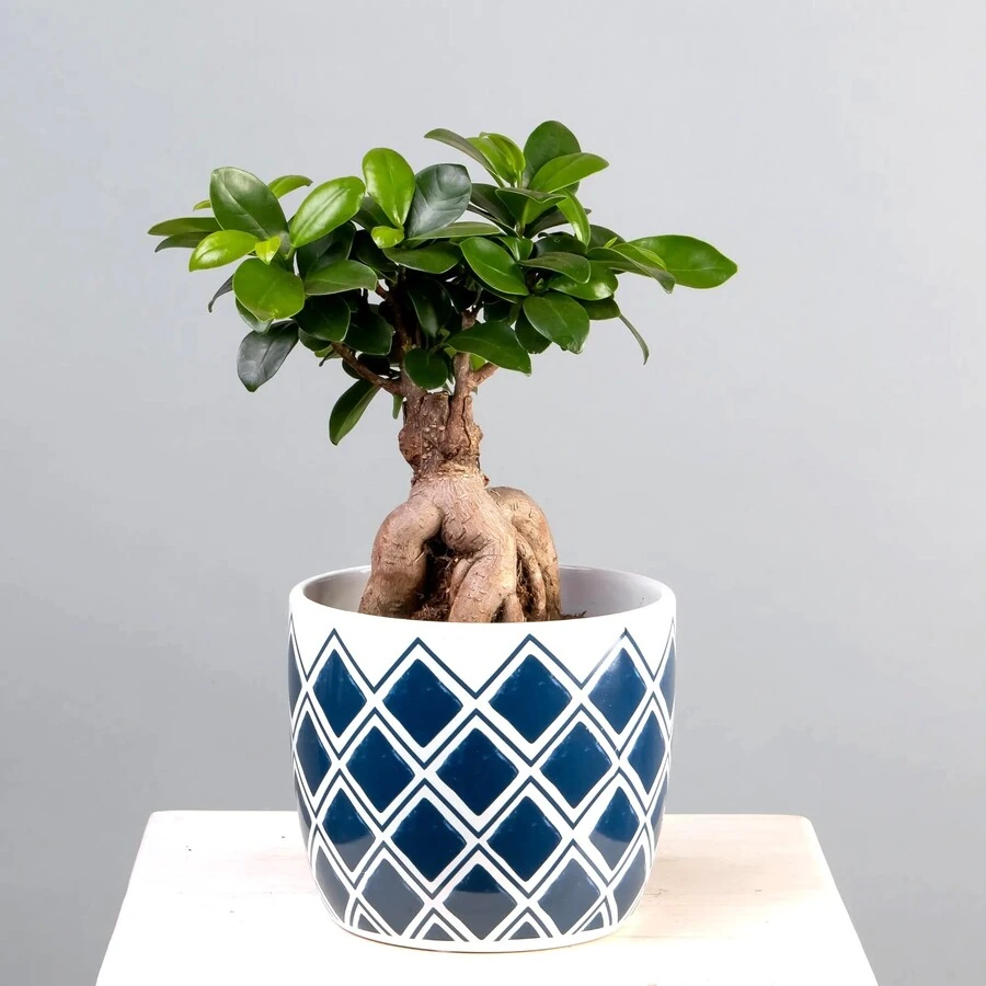 Фикус Микрокарпа Гинсенг в кашпо с рисунком Ficus Microcarpa Ginseng