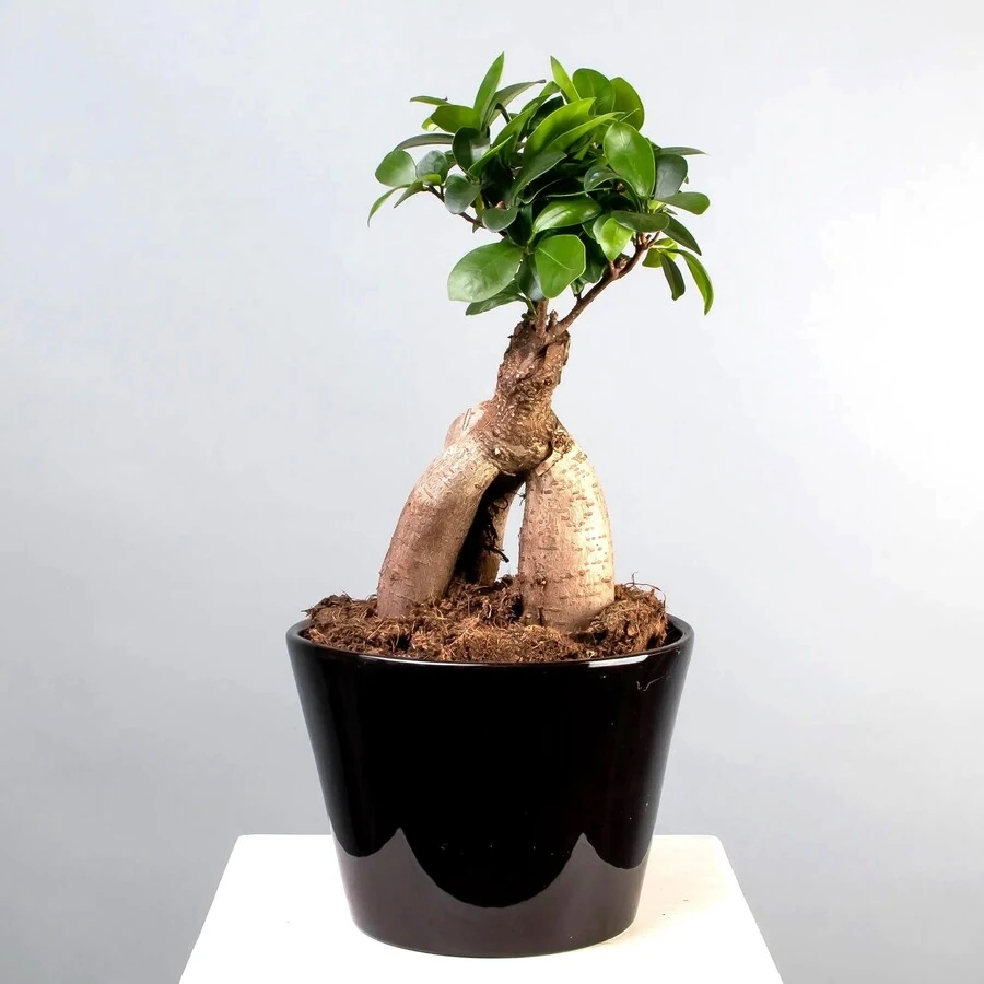 Фикус Микрокарпа Гинсенг в цветном кашпо Ficus Microcarpa Ginseng