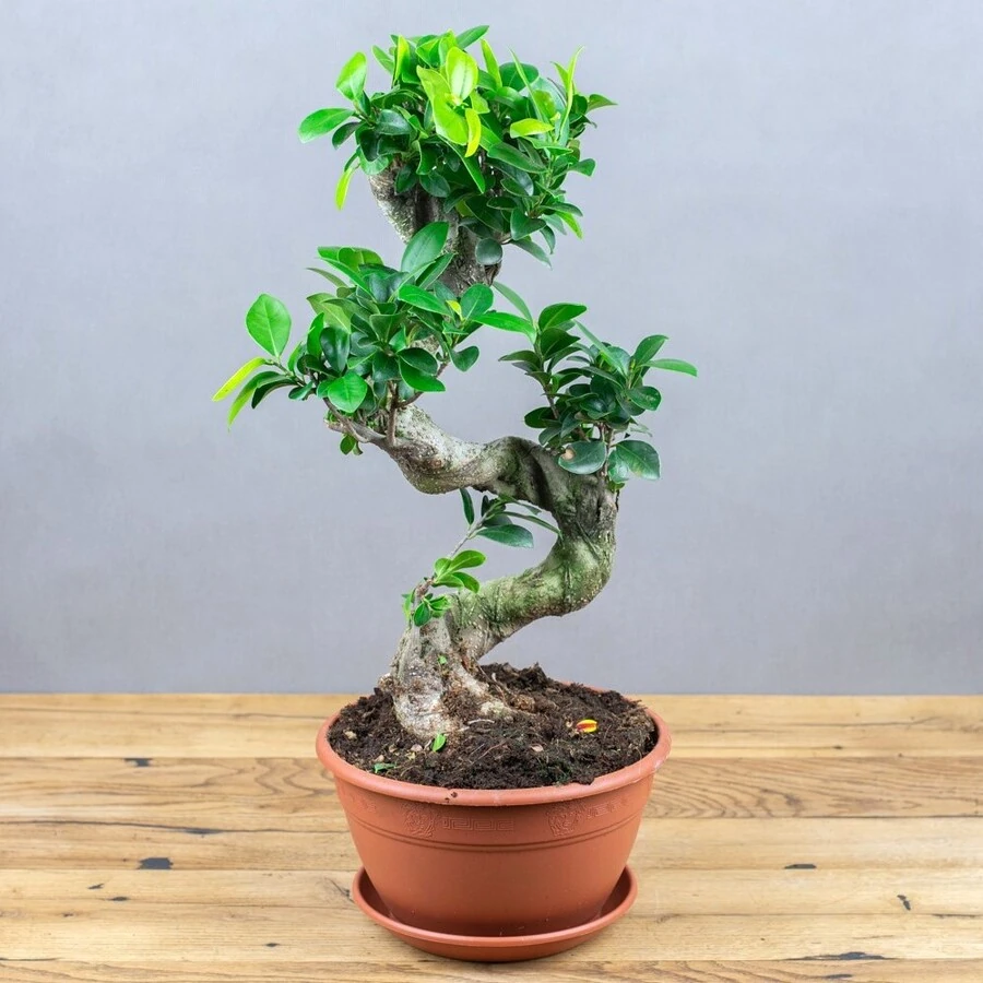 Фикус Микрокарпа Гинсенг S-образный Ficus Microcarpa Ginseng S-type
