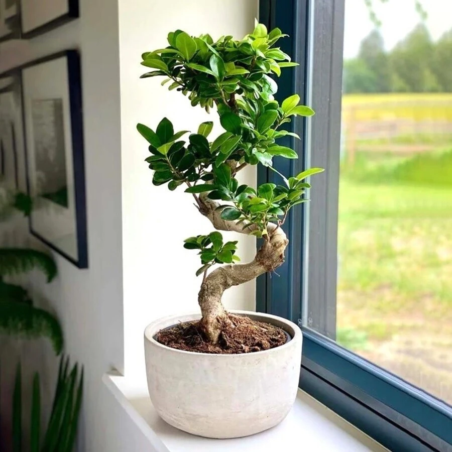 Фикус Микрокарпа Гинсенг S-образный в цветном кашпо infinity   Ficus Microcarpa Ginseng S-type Infinity Ceramic