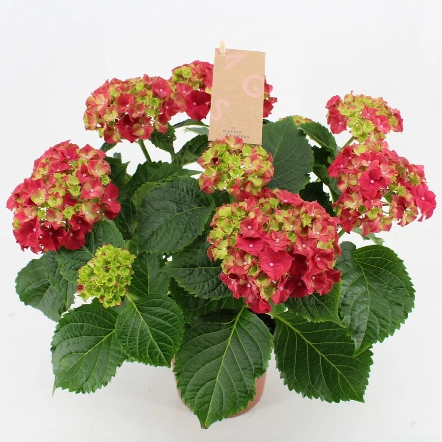 Гортензия Крупнолистная Хай Файер Ред Hydrangea macrophylla Hi Fire Red