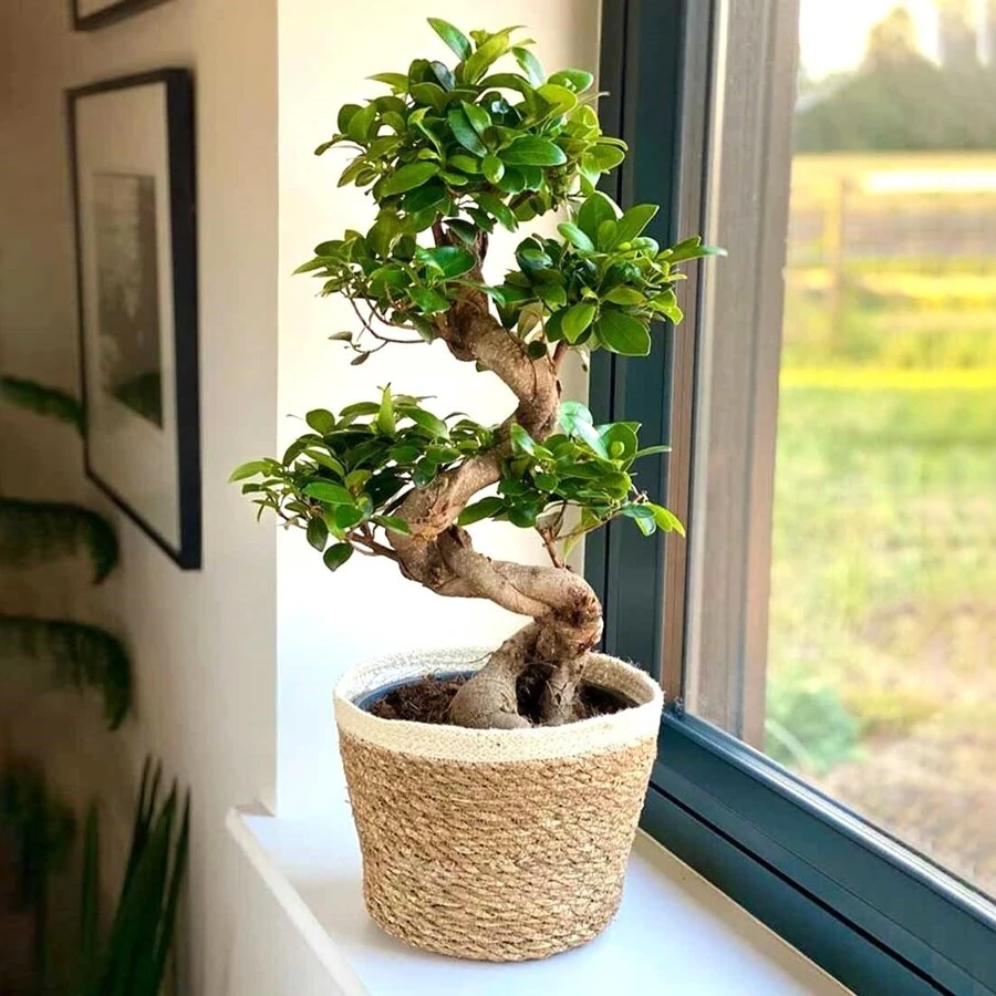 Фикус Микрокарпа Гинсенг в эко-кашпо S-образный Ficus Microcarpa Ginseng S-type in Noah Corb