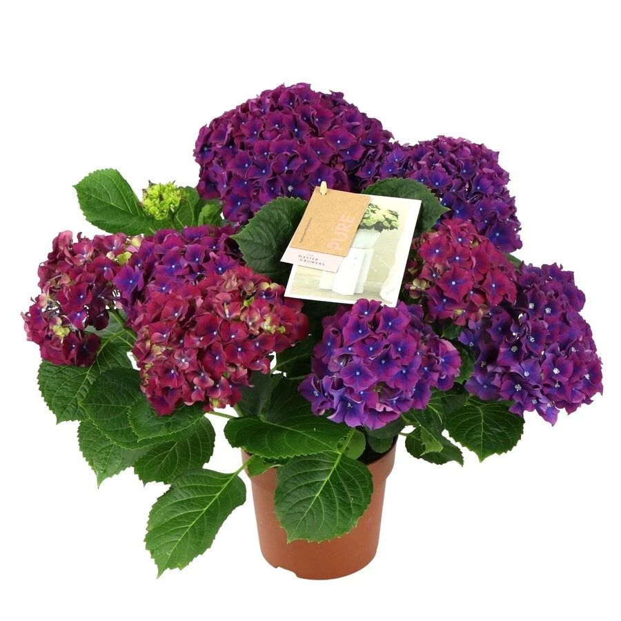 Гортензия Крупнолистная Хай Файер Лила Hydrangea Macrophylla Hi Fire Lila
