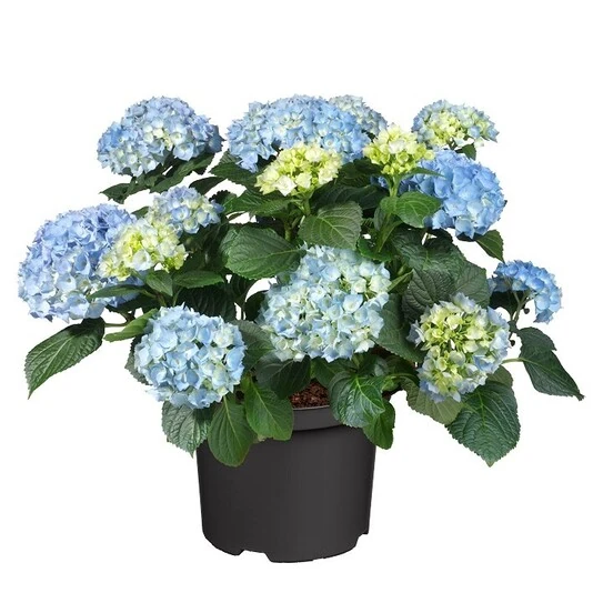 Гортензия Крупнолистная Хай Файер Блю Hydrangea Macrophylla Hi Fire Blue