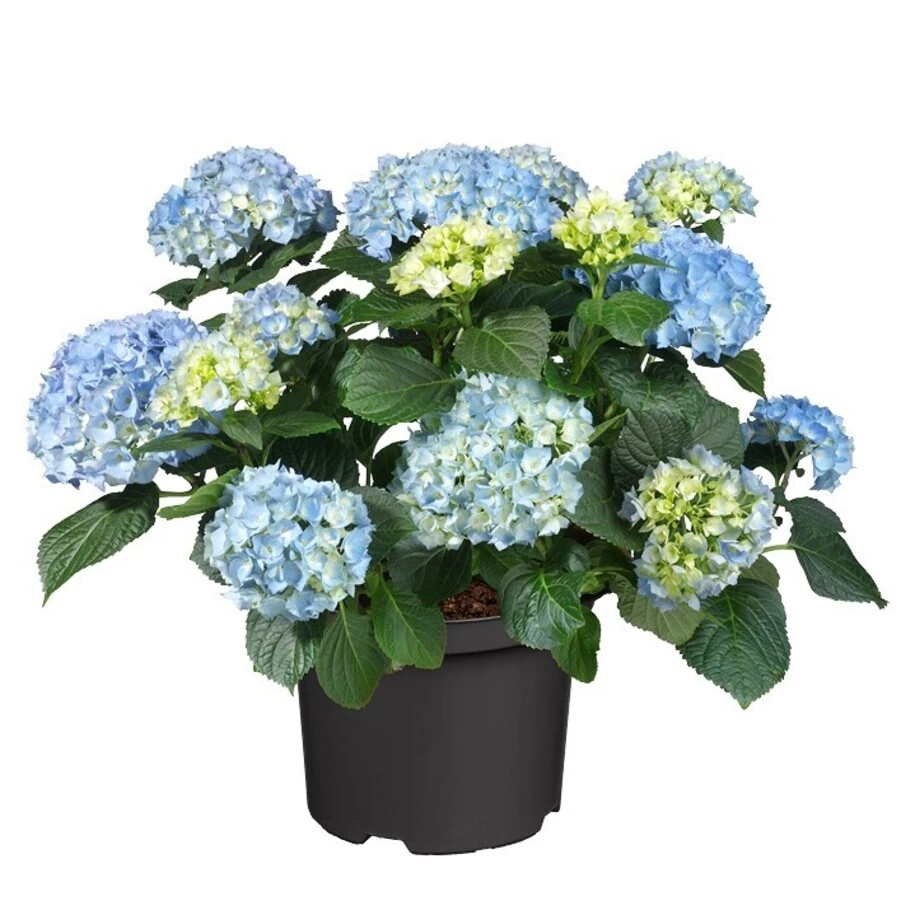 Гортензия Крупнолистная Хай Файер Блю Hydrangea Macrophylla Hi Fire Blue